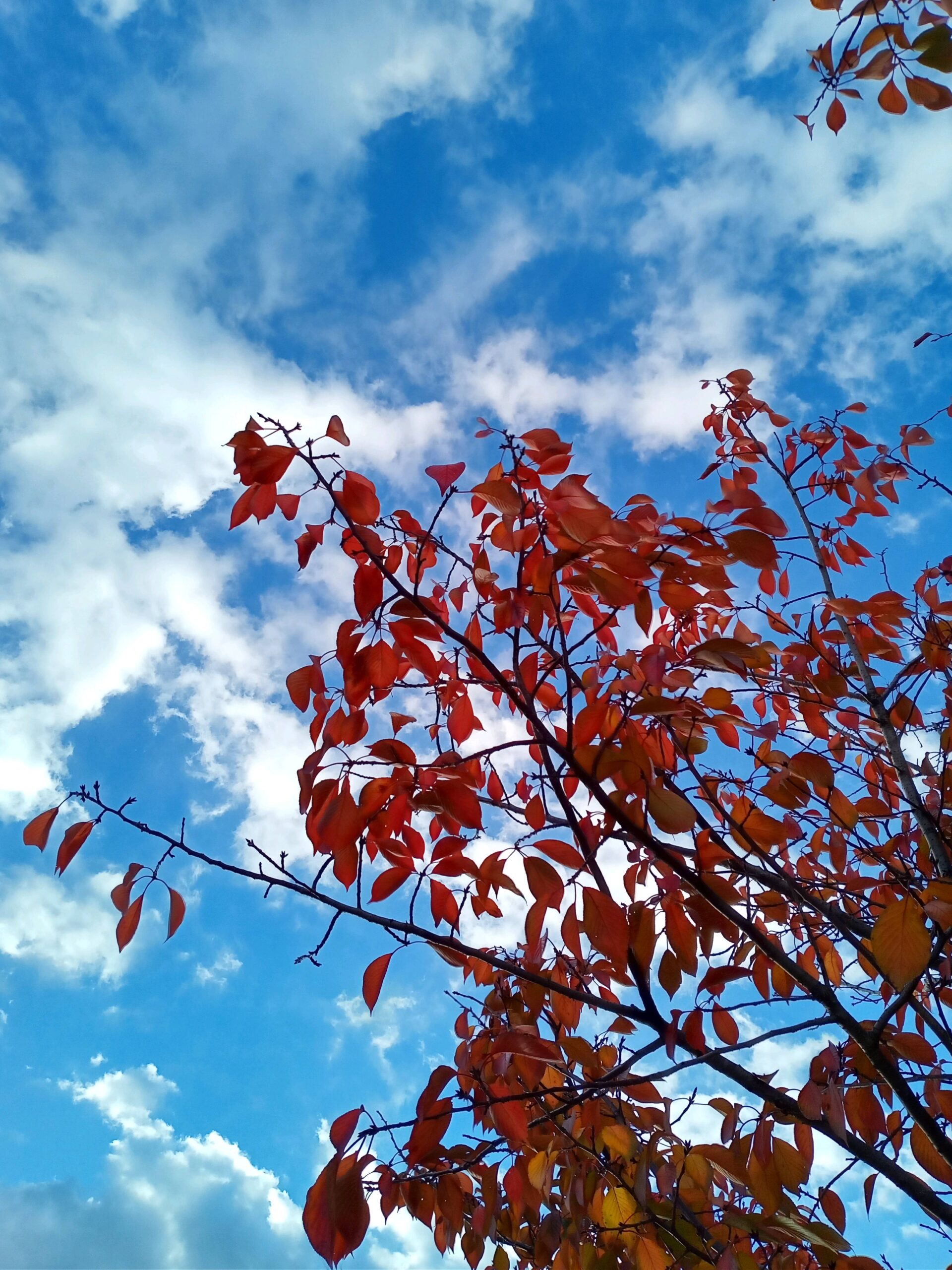 冬季休業のお知らせ